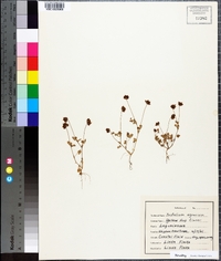 Trifolium aureum image