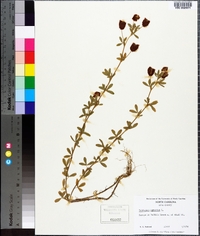 Trifolium aureum image