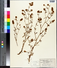 Trifolium arvense image