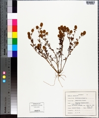 Trifolium arvense image