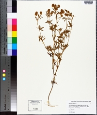 Trifolium arvense image