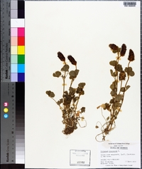 Trifolium incarnatum image