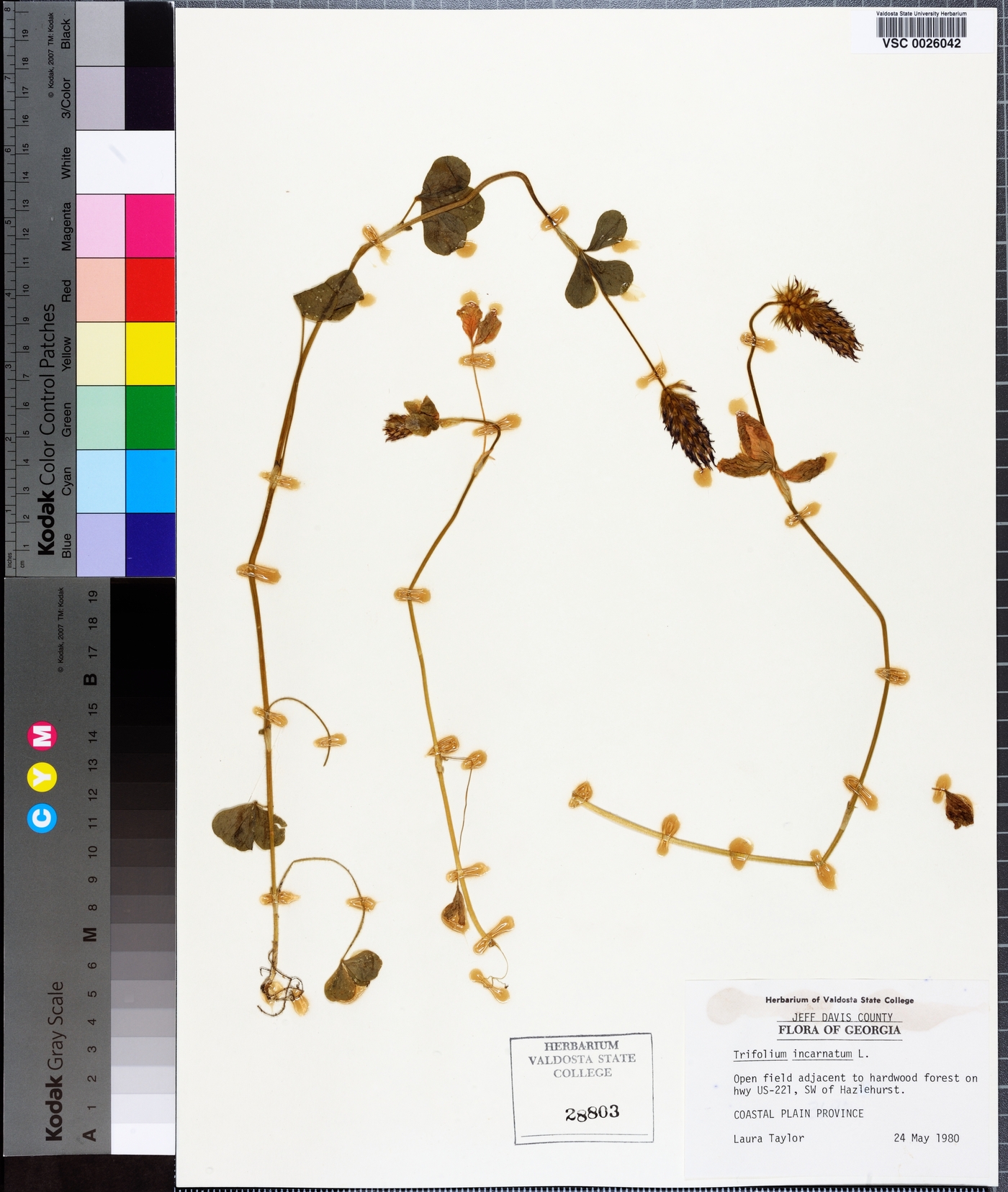 Trifolium incarnatum image