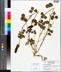 Trifolium incarnatum image