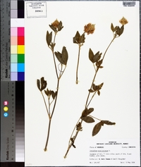 Trifolium vesiculosum image