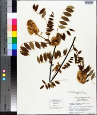 Wisteria frutescens image
