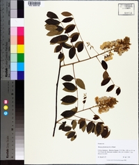 Wisteria frutescens image