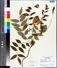 Wisteria frutescens image