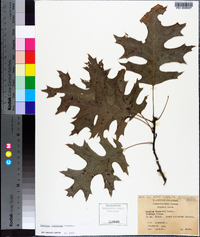 Quercus coccinea image