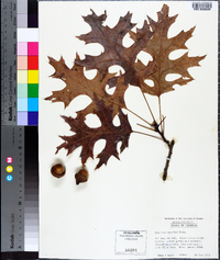 Quercus coccinea image