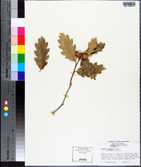 Quercus gambelii image