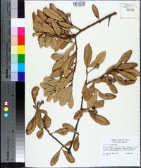 Quercus geminata image