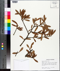 Quercus geminata image