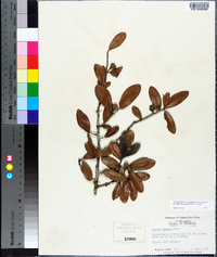 Quercus geminata image