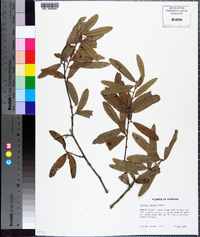 Quercus incana image