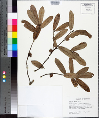 Quercus incana image