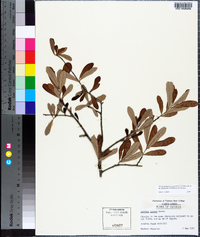 Quercus incana image
