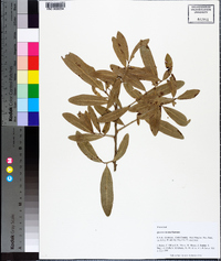 Quercus incana image