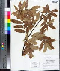 Quercus incana image