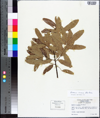 Quercus incana image