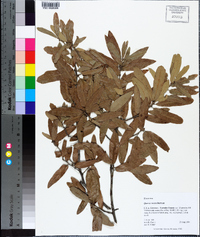 Quercus incana image