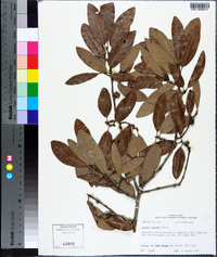 Quercus incana image