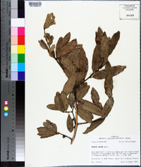 Quercus incana image