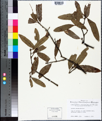 Quercus incana image