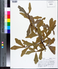 Quercus laurifolia image