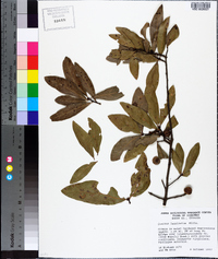 Quercus laurifolia image