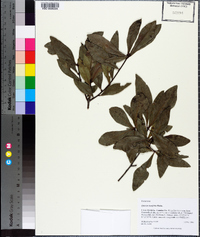 Quercus laurifolia image