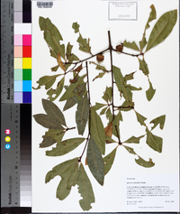 Quercus laurifolia image