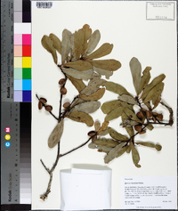 Quercus laurifolia image