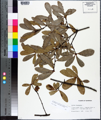 Quercus laurifolia image