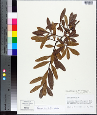 Quercus laurifolia image