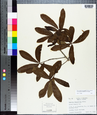 Quercus laurifolia image