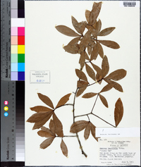 Quercus laurifolia image