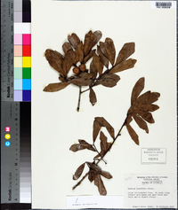 Quercus laurifolia image