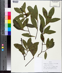 Quercus laurifolia image