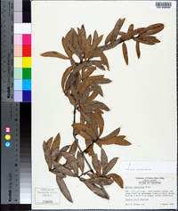 Quercus laurifolia image