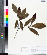 Quercus laurifolia image