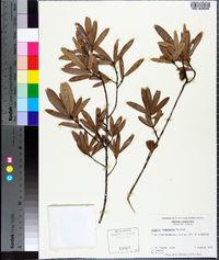 Quercus laurifolia image