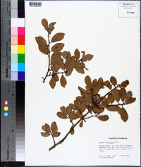 Quercus myrtifolia image