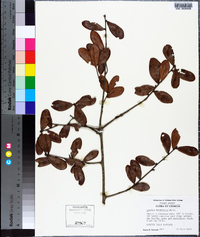 Quercus myrtifolia image