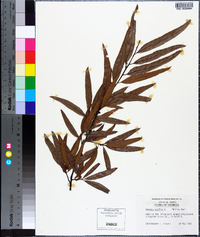 Quercus phellos image