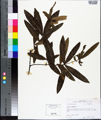 Quercus phellos image