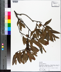 Quercus phellos image