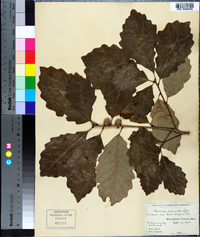 Quercus prinoides image