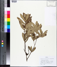 Quercus pumila image