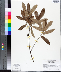 Quercus pumila image